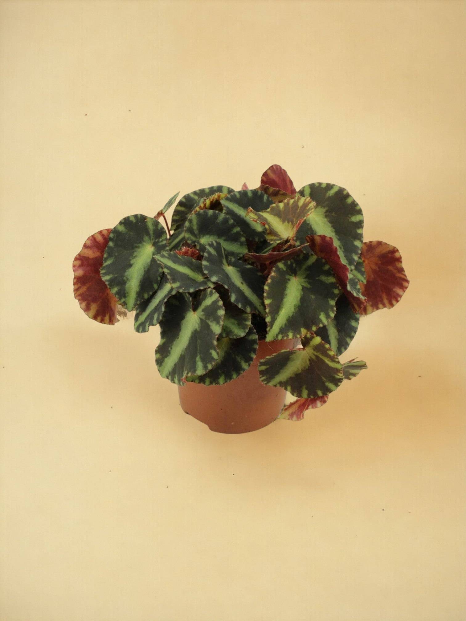 Begonia cleopatra- La Green Touch