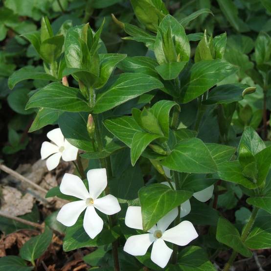 Vinca major Alba - Grande Pervenche blanche Godet de 8/9 cm