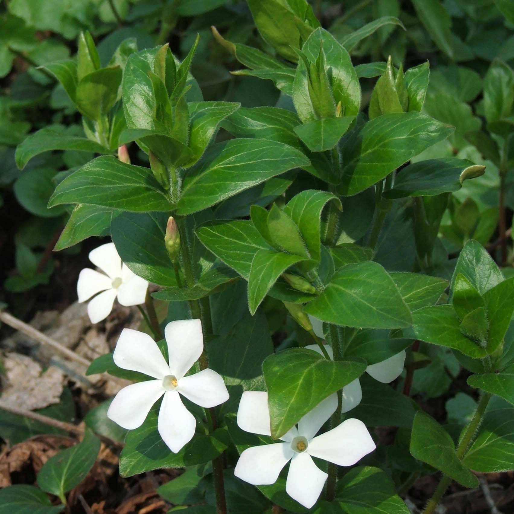 Vinca major Alba - Grande Pervenche blanche Godet de 8/9 cm