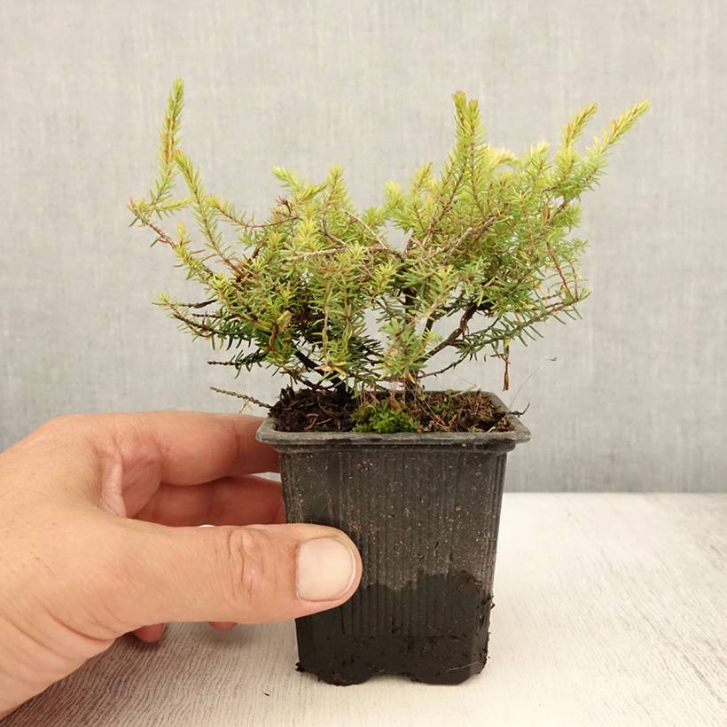 Promesse de Fleurs - Bruyère d'hiver Winter Belles Tylou - Erica x darleyensis Godet de 8/9 cm - Image 2
