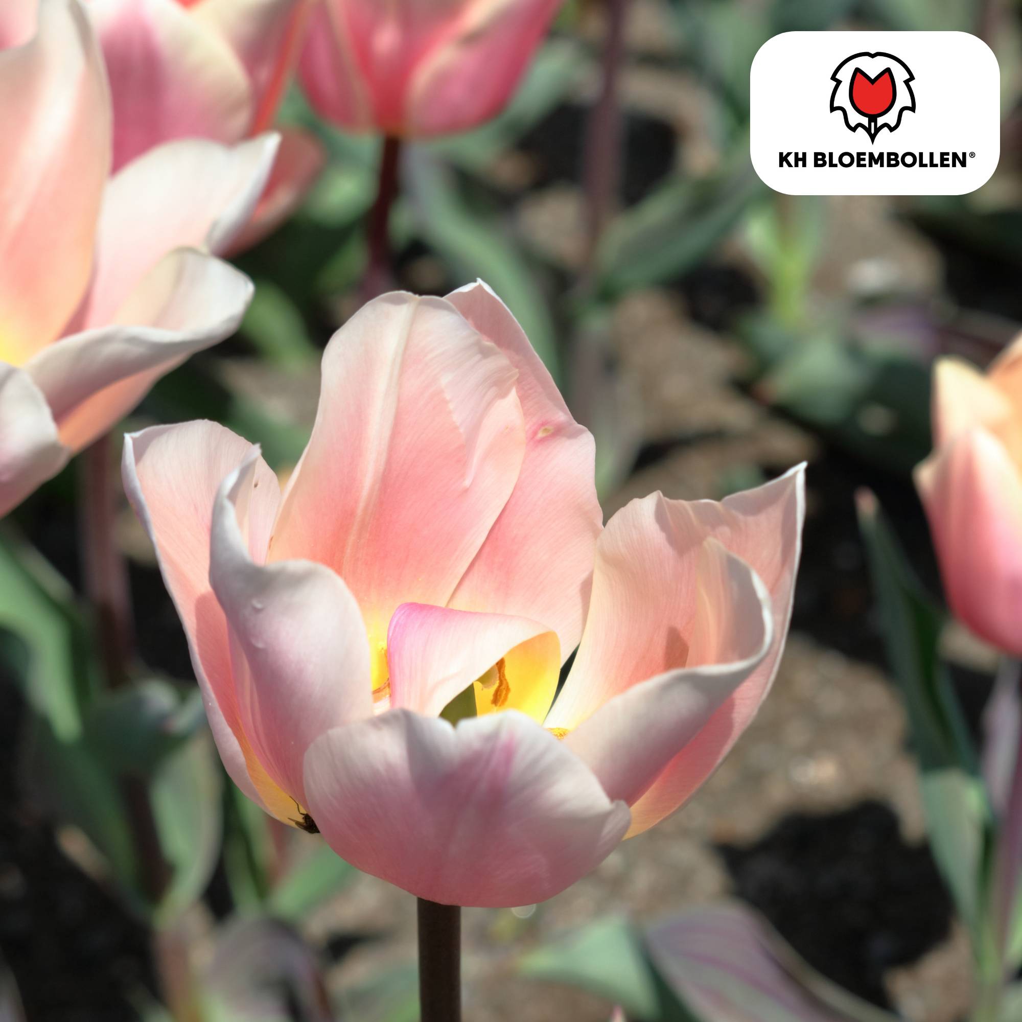 La Green Touch - Tulipe Apricot Delight - 20 bulbes - Image 3
