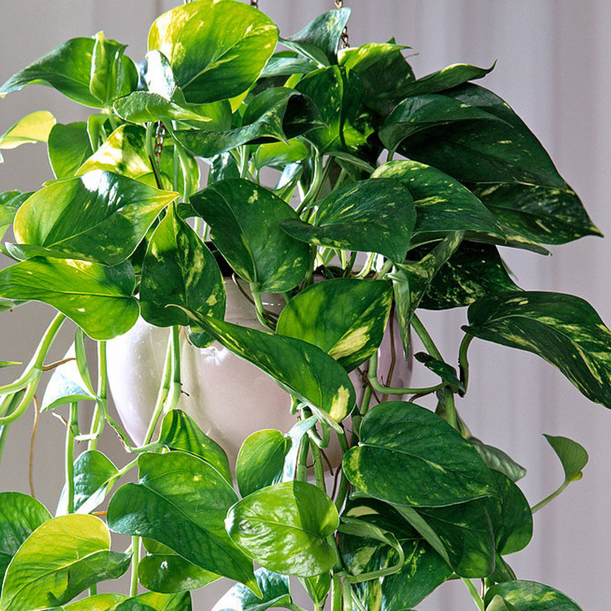 Gardenersdream - Epipremnum Aureum | Plante Vivace D'Intérieur Suspendue | Plante D'Intérieur Lierre Du Diable - GardenersDream - Image 2