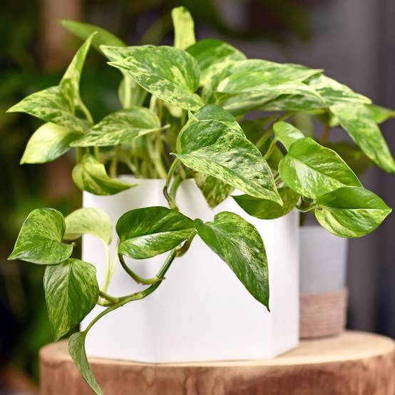 Gardenersdream - Epipremnum Aureum | Plante Vivace D'Intérieur Suspendue | Plante D'Intérieur Lierre Du Diable - GardenersDream - Image 1