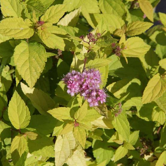 Spirée japonaise Goldmound - Spiraea japonica Pot de 2L/3L - Image 1