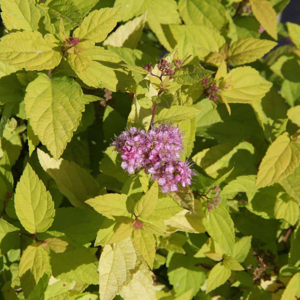 Spirée japonaise Goldmound -  Spiraea japonica Pot de 2L/3L - Image 1