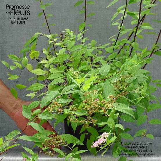 Spirée japonaise Goldmound - Spiraea japonica Pot de 2L/3L - Image 2
