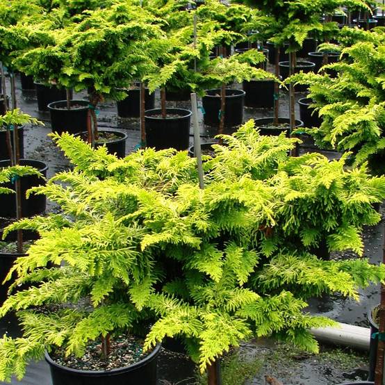 Cyprès hinoki du Japon - Chamaecyparis obtusa Fernspray Gold Pot de 2L/3L - Image 1
