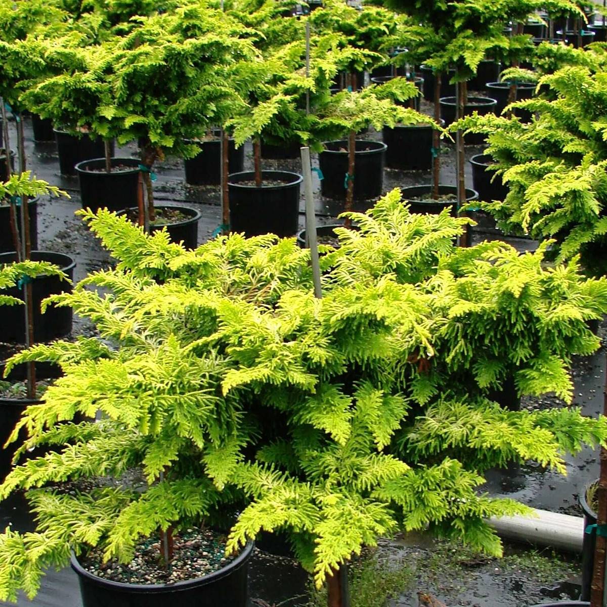 Cyprès hinoki du Japon - Chamaecyparis obtusa Fernspray Gold Pot de 2L/3L - Image 1