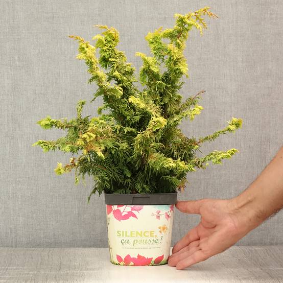 Cyprès hinoki du Japon - Chamaecyparis obtusa Fernspray Gold Pot de 2L/3L - Image 2