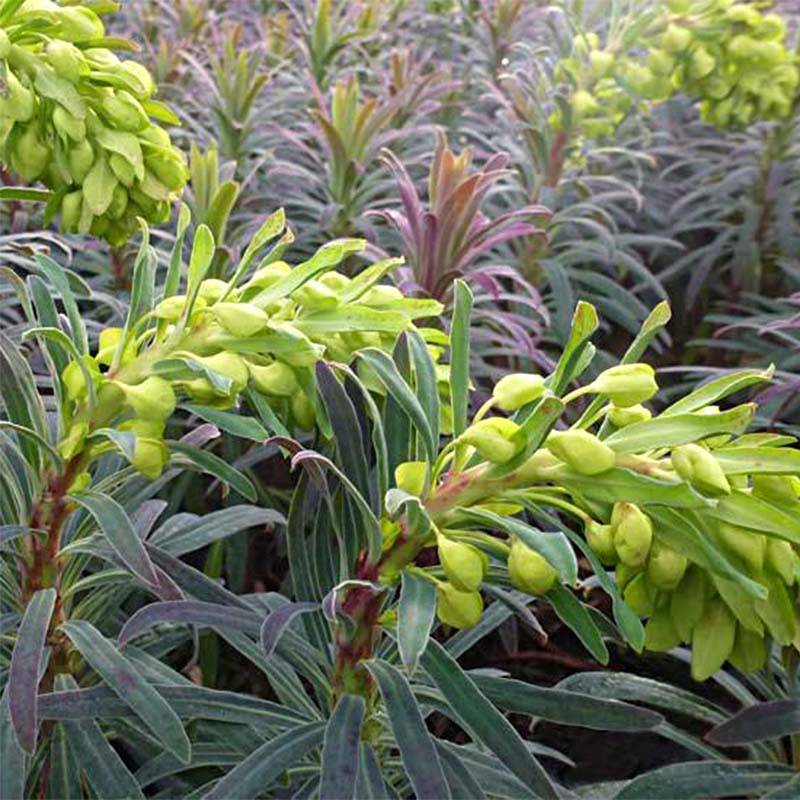 Euphorbia characias Purple and Gold - Euphorbe Godet de 8/9 cm