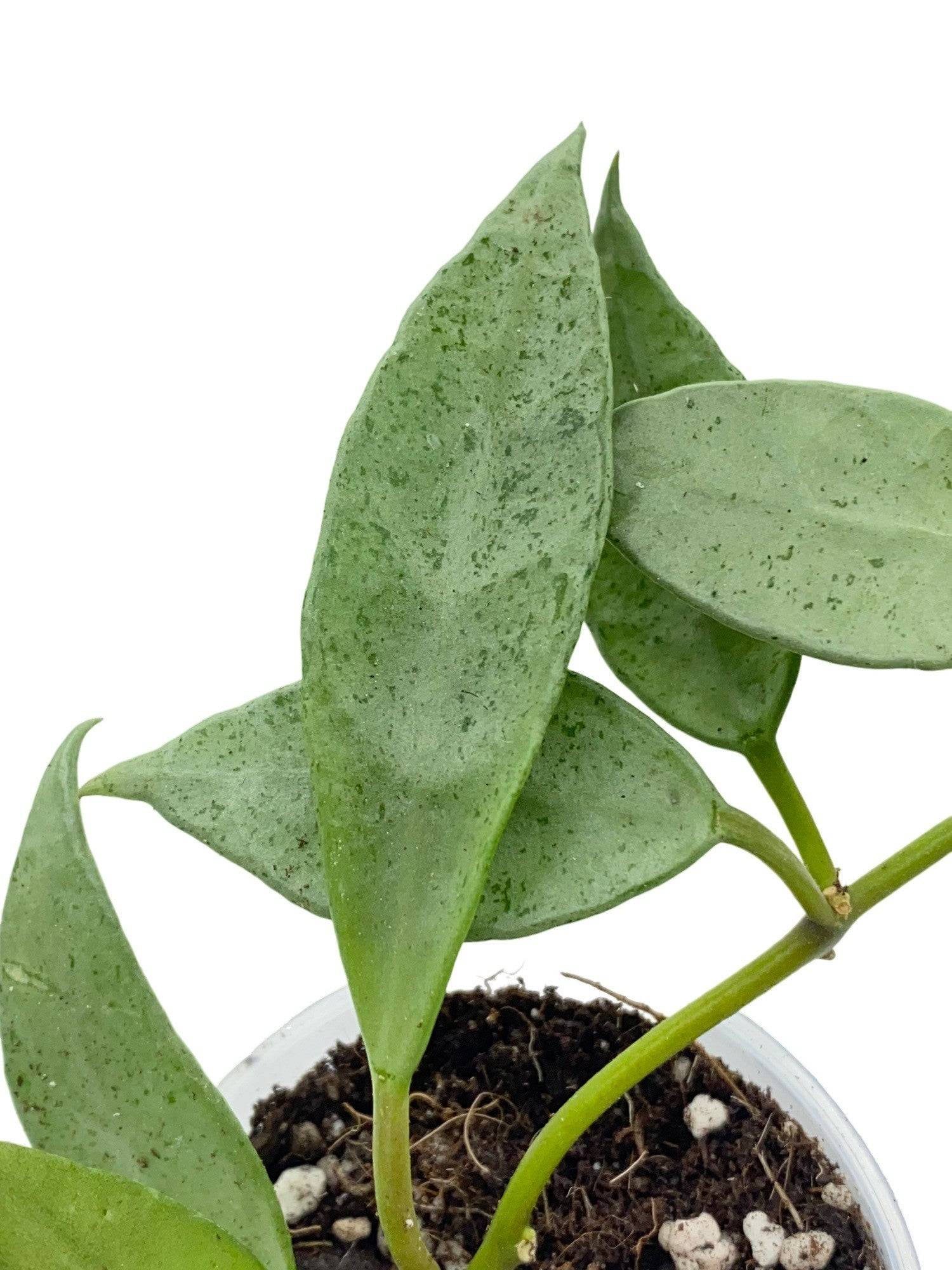 Hoya Lacunosa Mint - Pot de 6cm - Plantes d'intérieur - Image 1