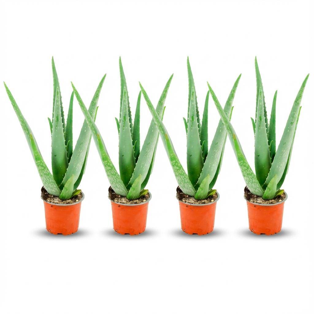 Aloë Vera - Pot de 10cm - Hauteur: 35 - 40cm - 4 plantes - Plantes d'intérieur