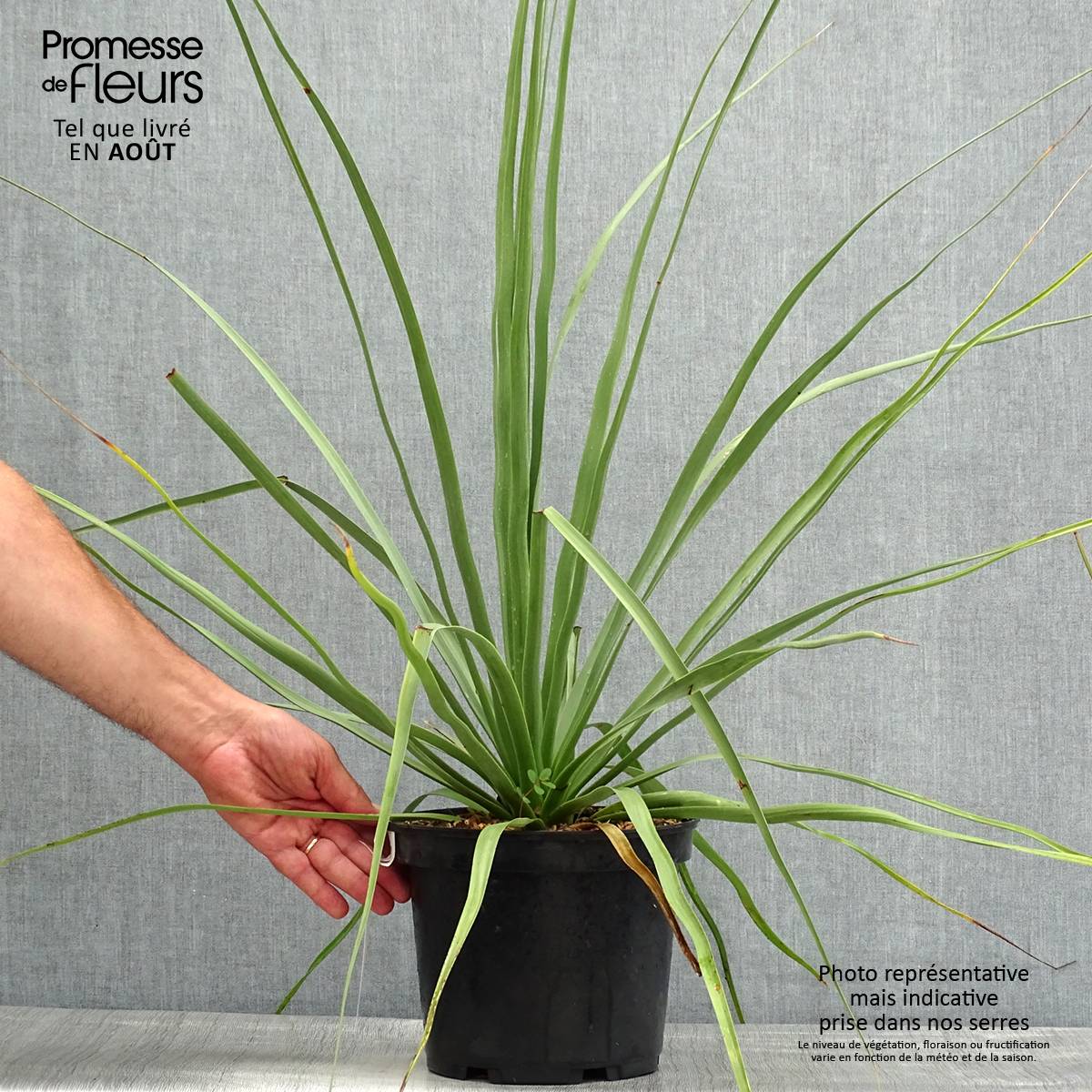 Nolina nelsonii - Noline bleue Pot de 3L/4L - Gamm vert