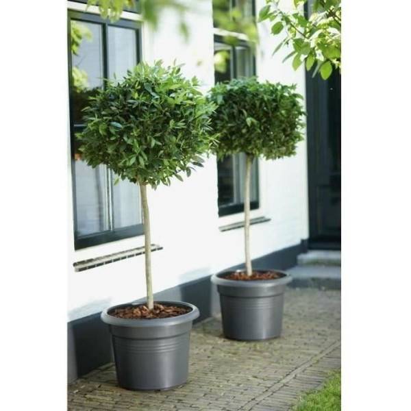 Elho - Pot De Fleurs Rond Green Basics - Plastique - ø40 - Noir - Image 4