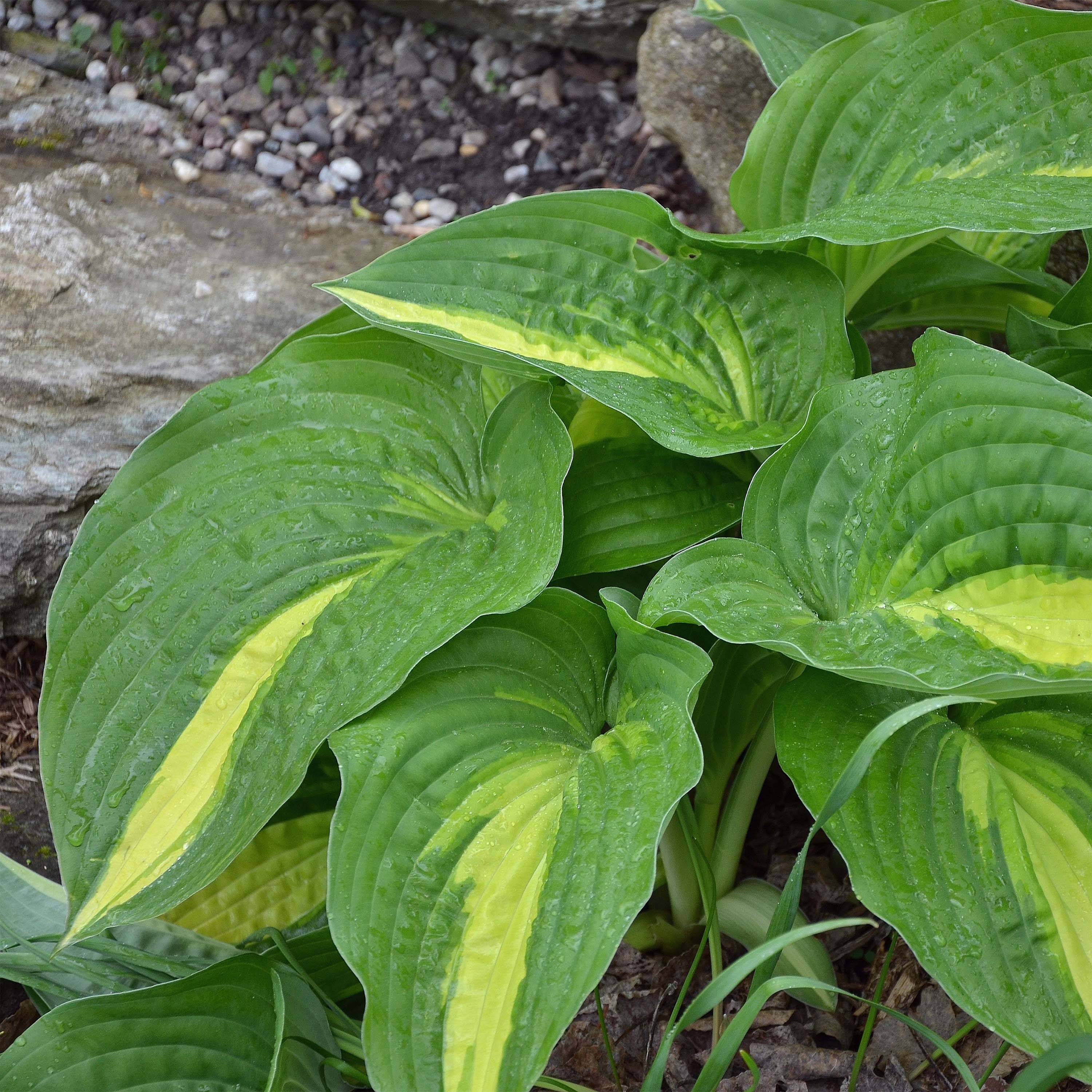 Promesse de Fleurs - Hosta Center Of Attention Pot de 1L/1,5L