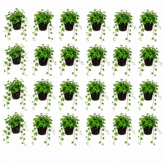 Hedera lierre mélangé 24 plantes P9 - couvre-sol bord de bassin ombre rustique - Image 1