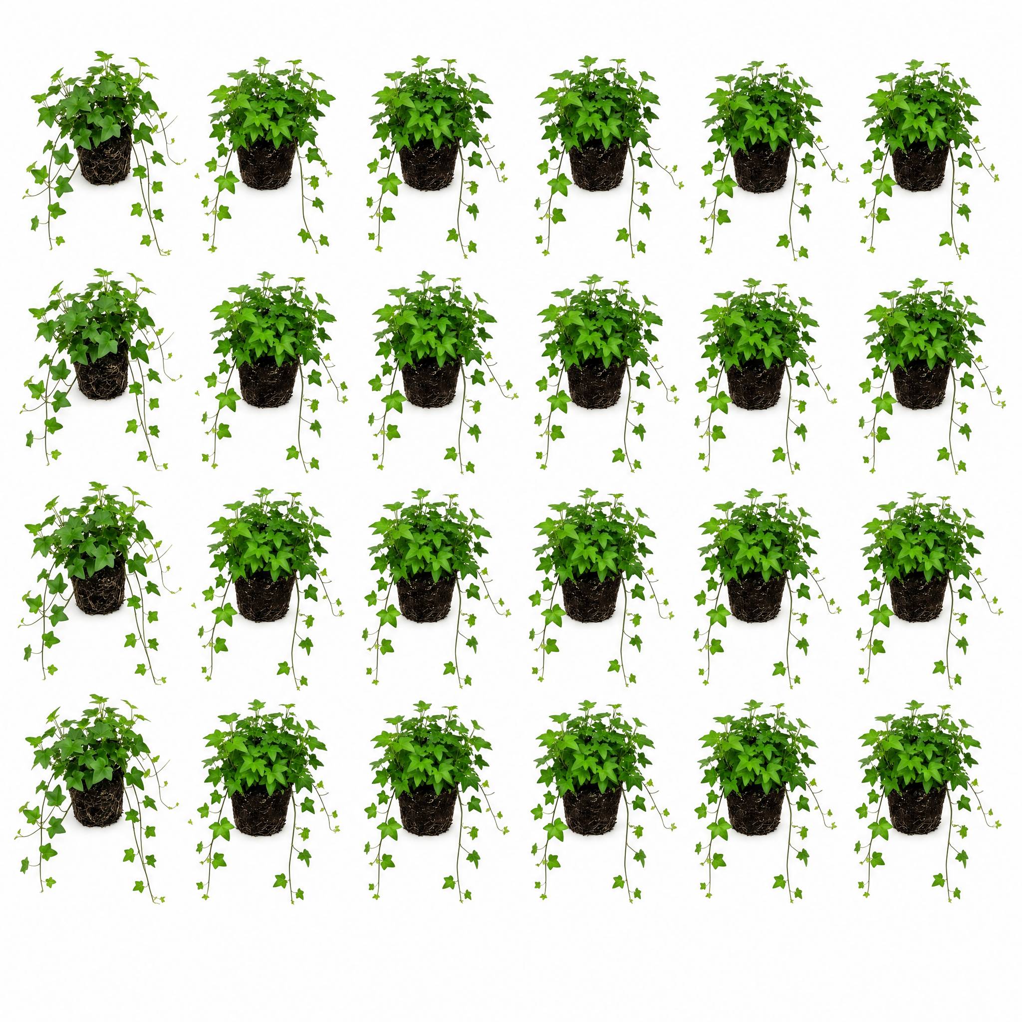 Hedera lierre mélangé 24 plantes P9 - couvre-sol bord de bassin ombre rustique - Image 1