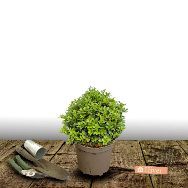 Houx crénelé Chat'o® 'FarrowSK6', Ilex crenata - Pot de 3L - 20/40 cm - Image 5