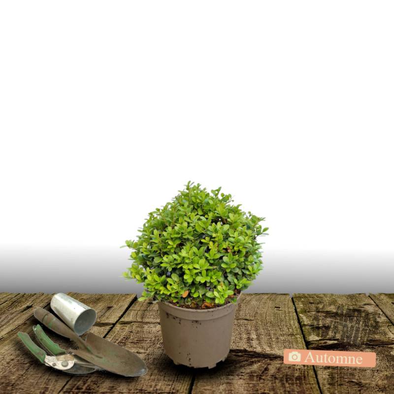 Houx crénelé Chat'o® 'FarrowSK6', Ilex crenata - Pot de 3L - 20/40 cm - Image 3