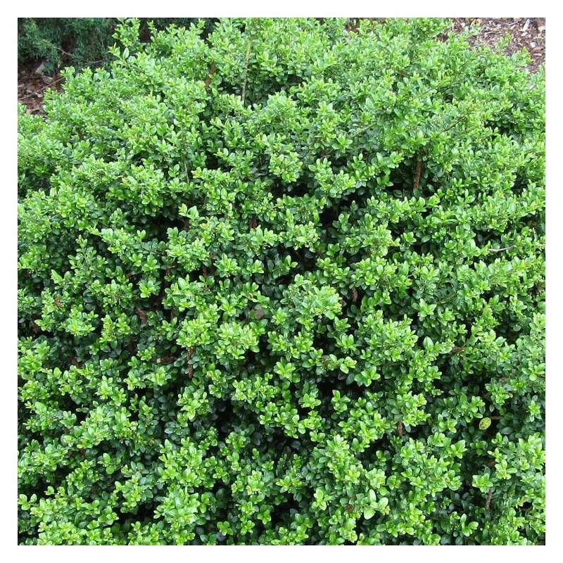 Houx crénelé Chat'o® 'FarrowSK6', Ilex crenata - Pot de 3L - 20/40 cm - Image 2