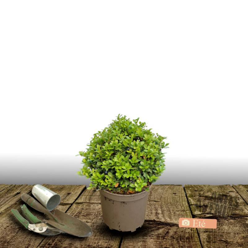 Houx crénelé Chat'o® 'FarrowSK6', Ilex crenata - Pot de 3L - 20/40 cm - Image 4