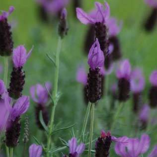 Lavande papillon - Lavandula stoechas Godet de 7/8 cm - Image 1