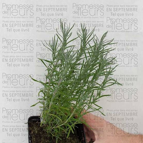 Lavande papillon - Lavandula stoechas Godet de 7/8 cm - Image 3