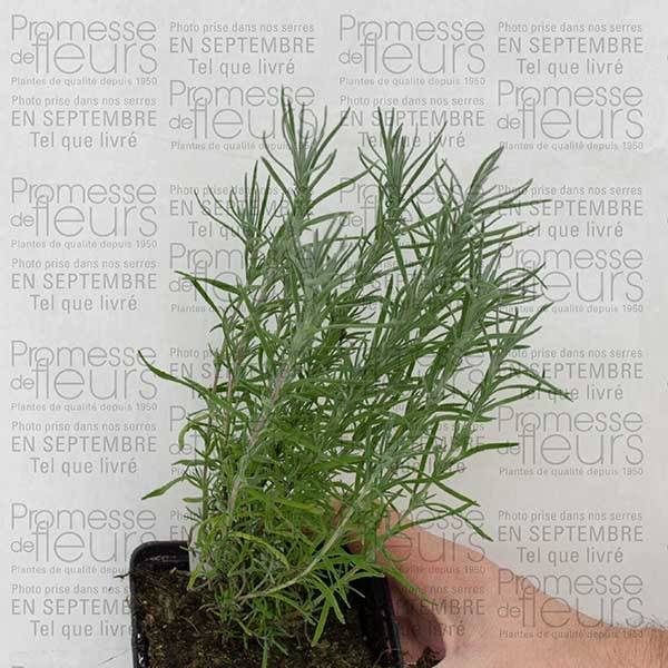 Lavande papillon - Lavandula stoechas Godet de 7/8 cm - Image 3