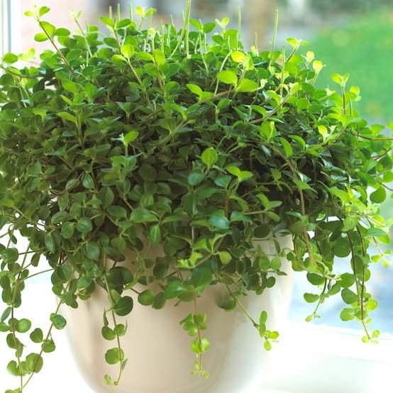 Gardenersdream - 1 X Peperomia Rotundifolia | Petite Plante En Pot Pour La Maison Ou Le Bureau - GardenersDream - Image 1