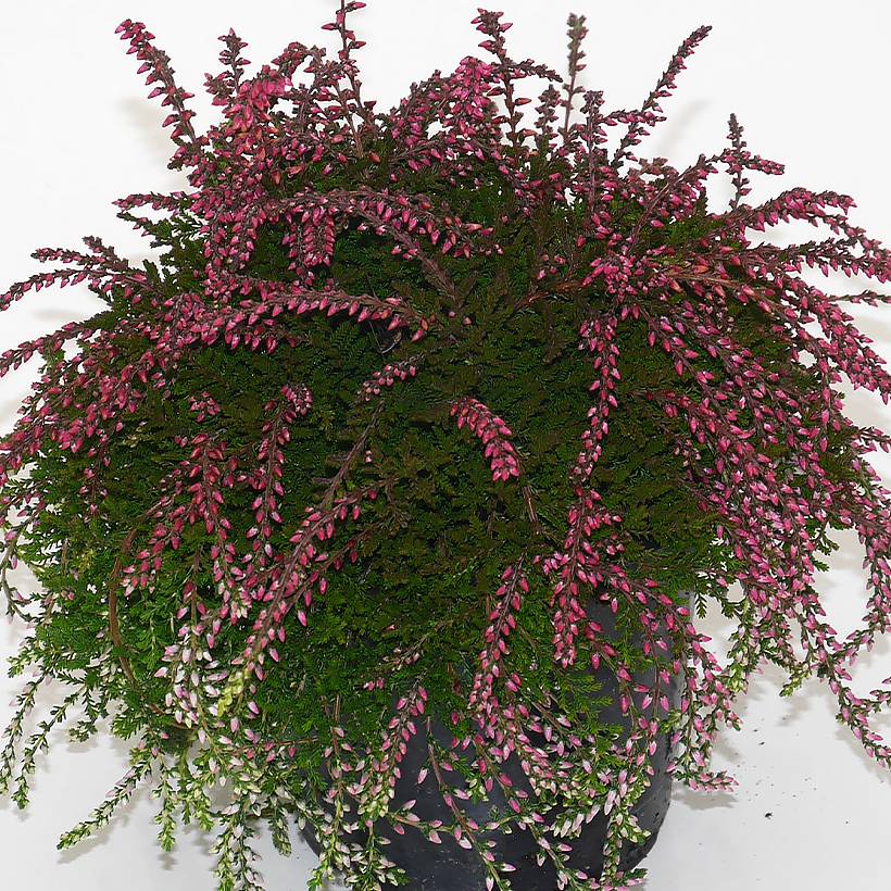 Bruyère d'été retombante - Calluna Rasta Girls Maite Pot de 12 cm / 13 cm