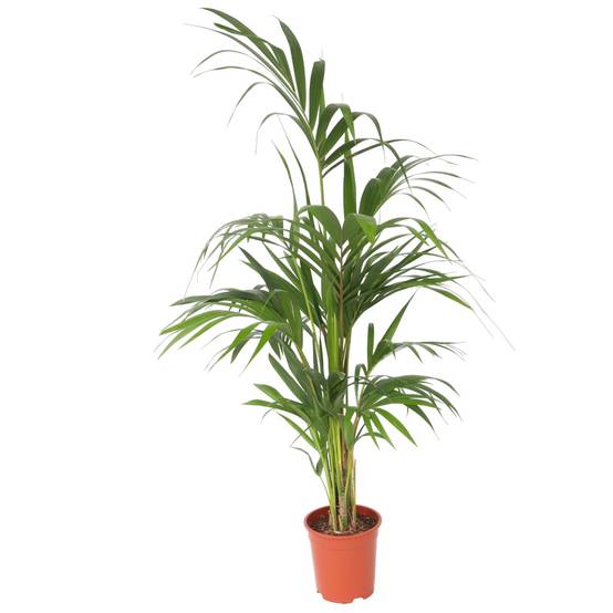Plant In A Box - Palmier Kentia - Howea forsteriana - Hauteur 130-140cm - ⌀21cm - Image 1