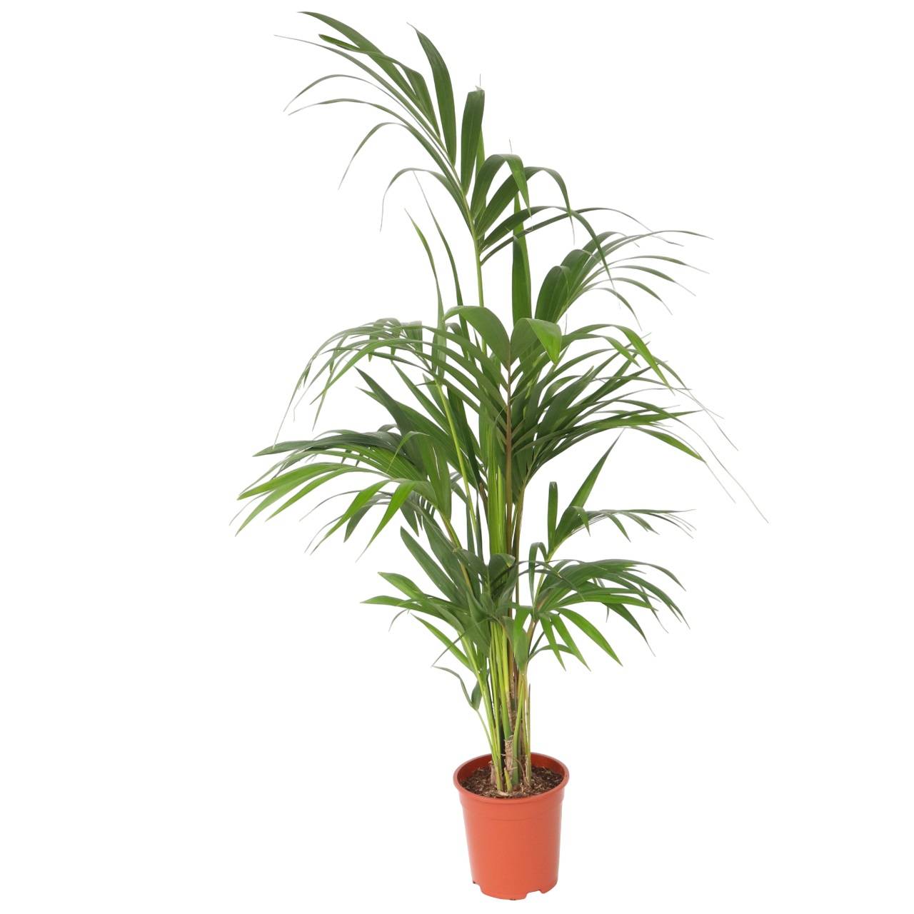 Plant In A Box - Palmier Kentia - Howea forsteriana - Hauteur 130-140cm - ⌀21cm - Image 1