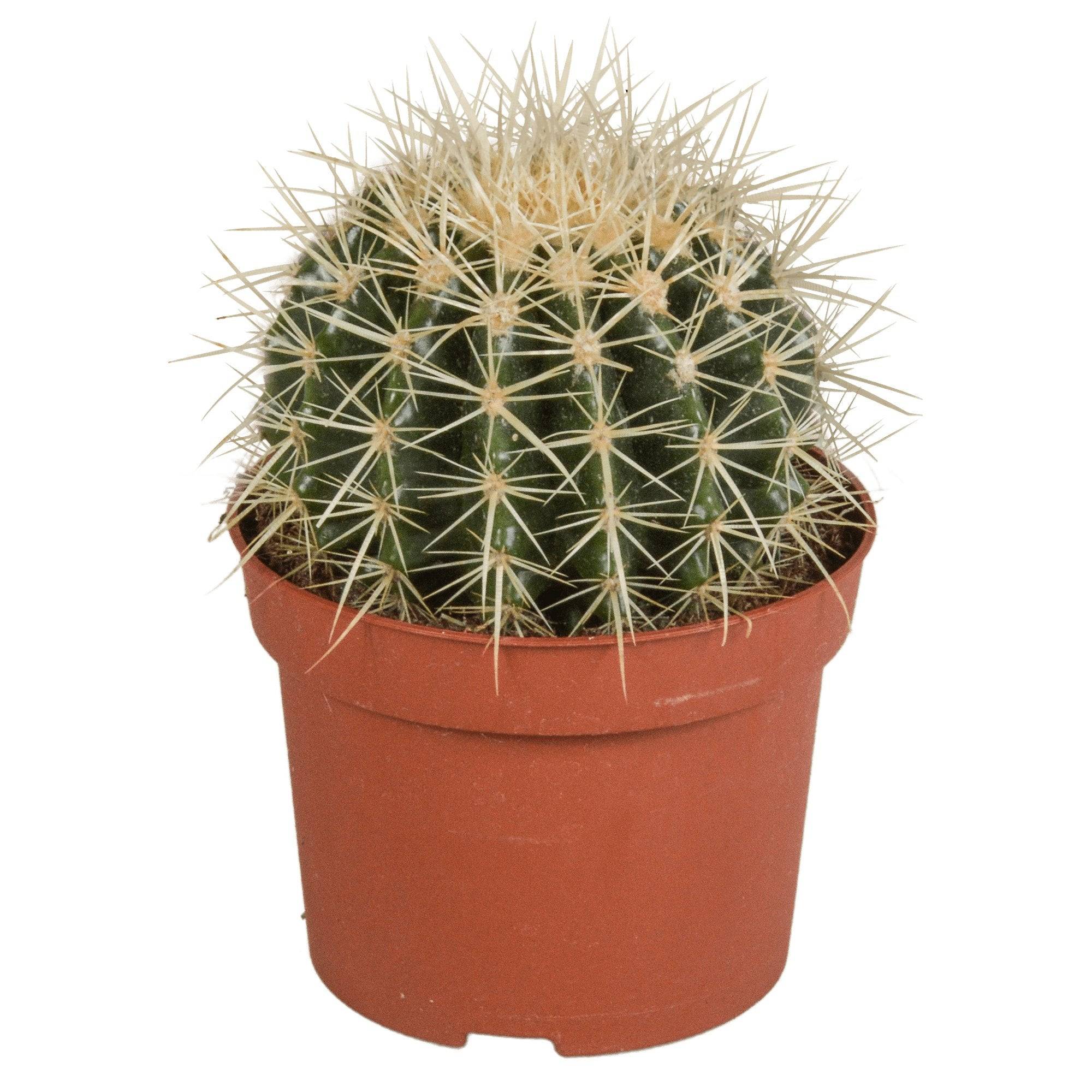 Echinocactus Grusonii - cactus d'intérieur- La Green Touch - Image 1