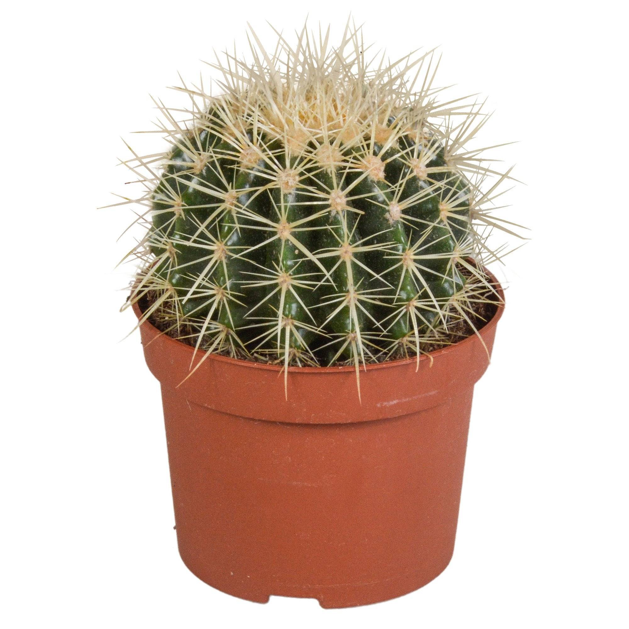Echinocactus Grusonii - cactus d'intérieur- La Green Touch - Image 5