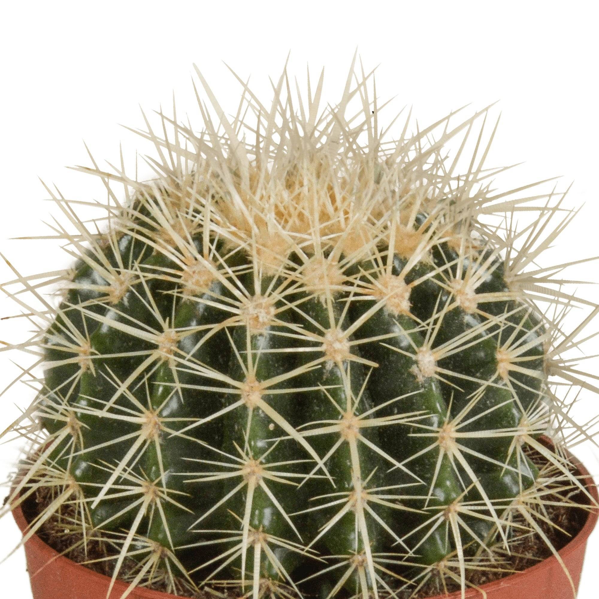 Echinocactus Grusonii - cactus d'intérieur- La Green Touch - Image 3