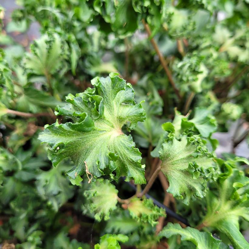 Lierre commun - Hedera helix Filigran Godet de 8/9 cm