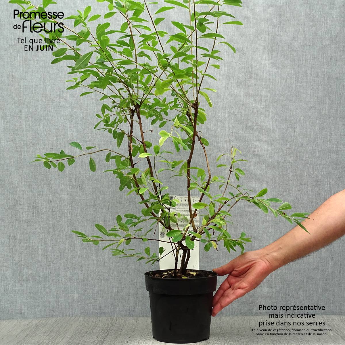 Promesse de Fleurs - Exochorda racemosa Niagara Pot de 3L/4L - Image 2