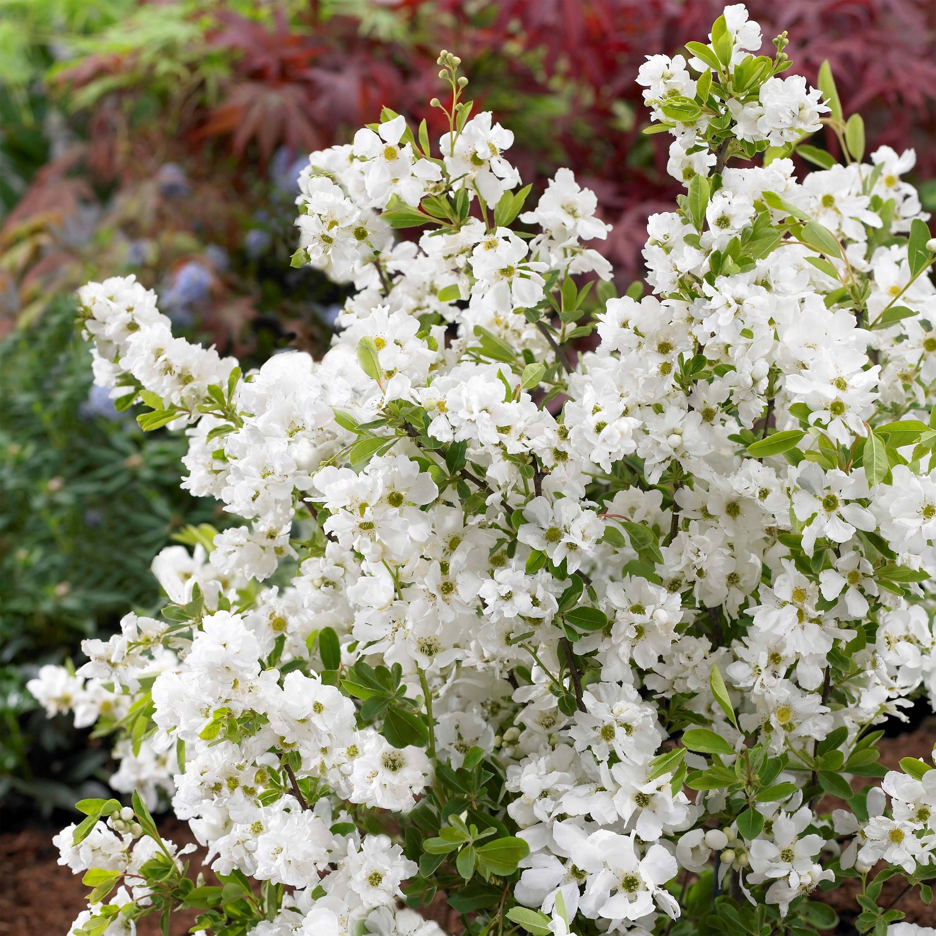 Promesse de Fleurs - Exochorda racemosa Niagara Pot de 3L/4L