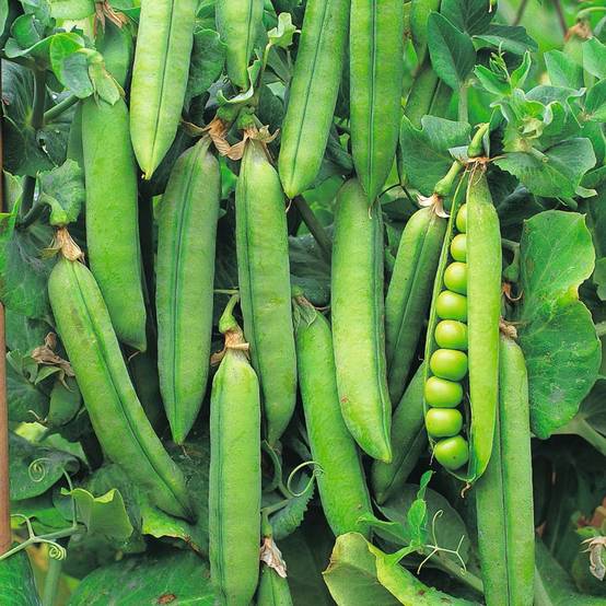 Pois nain Rondo à écosser le sachet de 300 graines environ (75g)