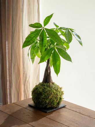 Kokedama - Pachira- La Green Touch
