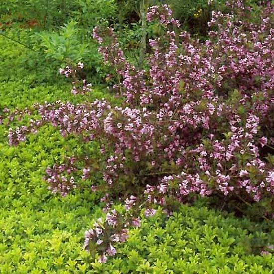Weigela florida Foliis Purpureis - Weigela florida Purpurea - Weigelia pourpre Pot de 2L/3L - Image 1