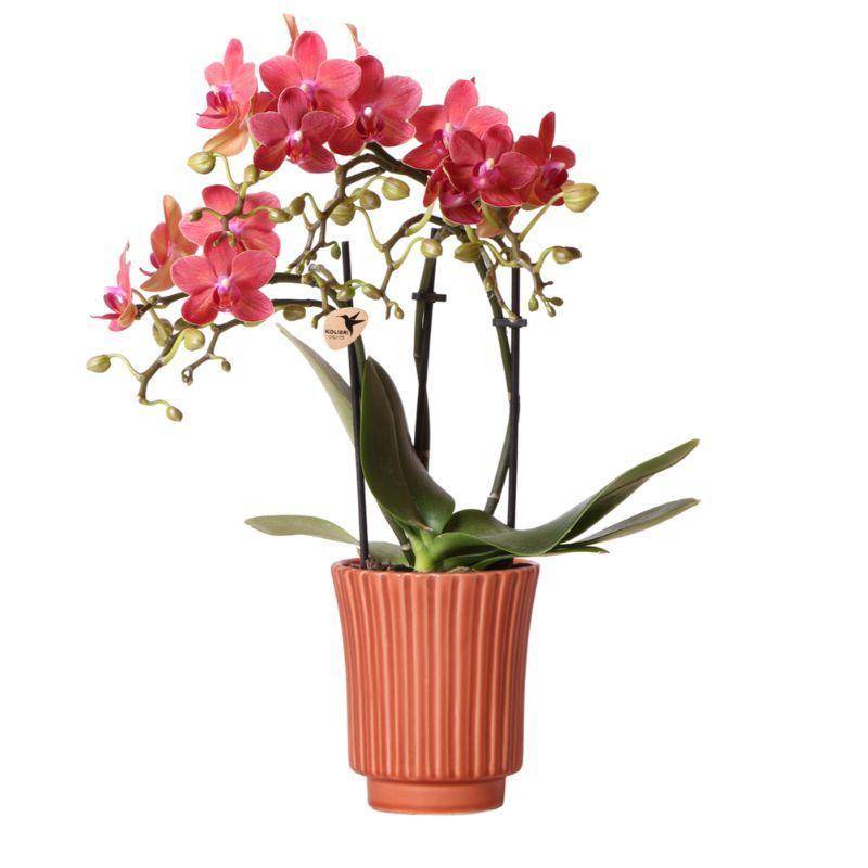 La Green Touch - Orchidée Phalaenopsis Congo rouge et son pot- La Green Touch Rétro Terre cuite - Hauteur 35cm - Image 1