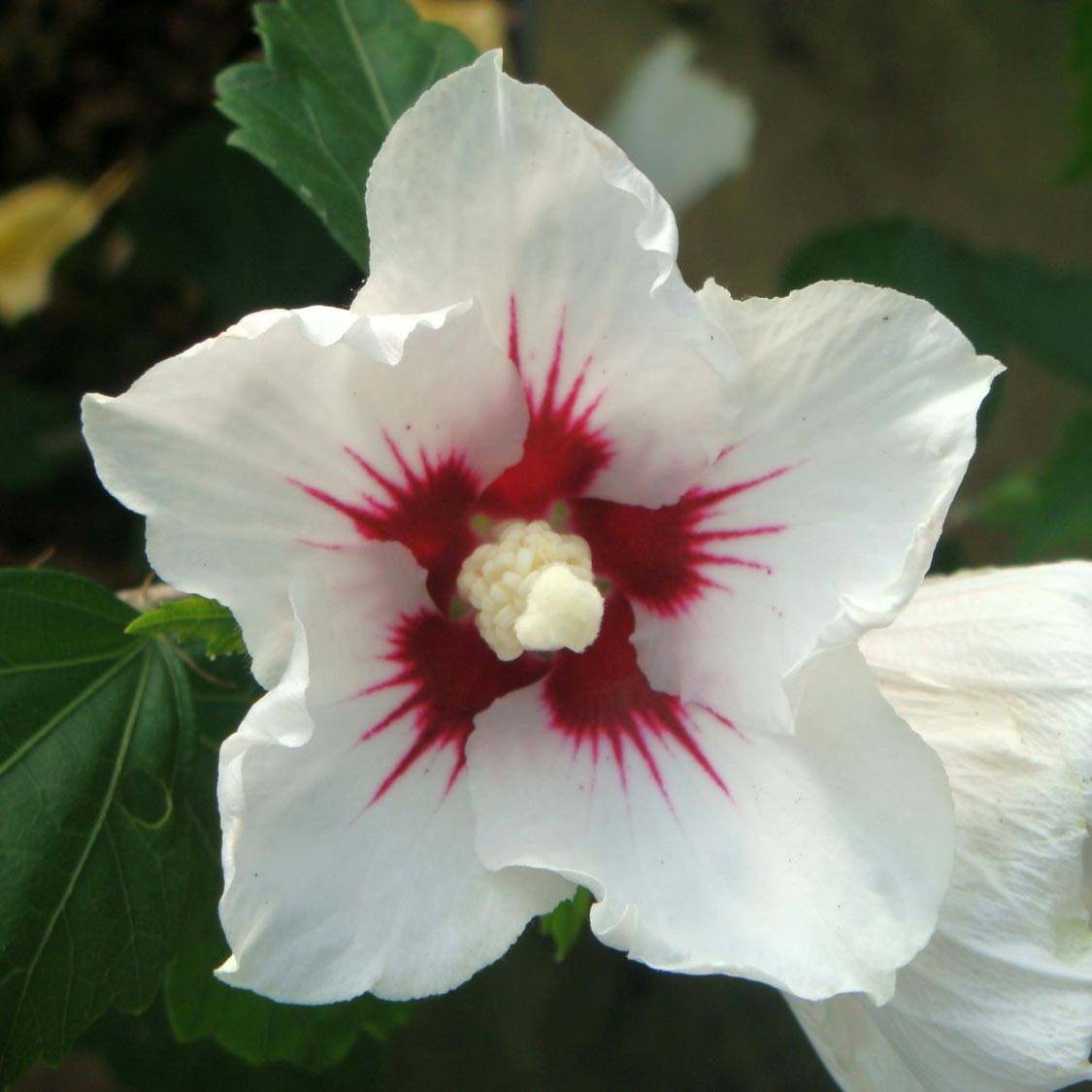Hibiscus syriacus Red Heart - Mauve en arbre Pot de 3L/4L - Image 1