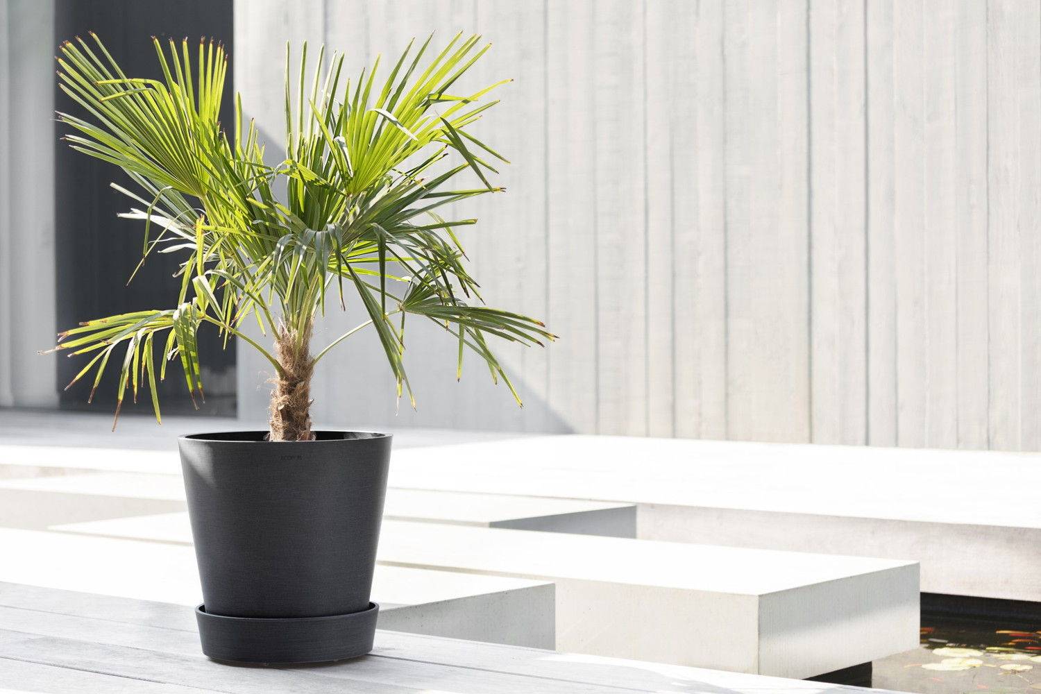 Ecopots - Support à roulettes Wheels 40 Gris Foncé - Ø 34,1 x H. 9 cm ECOPOTS - Image 4