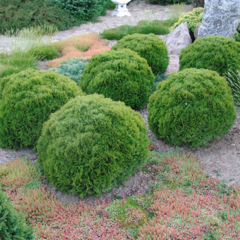 Thuya du Canada - Thuja occidentalis Danica Pot de 7,5L/10L - Image 1