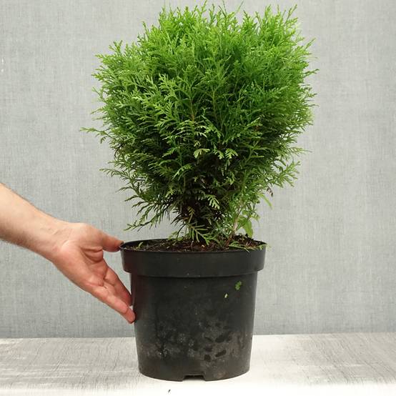 Thuya du Canada - Thuja occidentalis Danica Pot de 7,5L/10L - Image 2