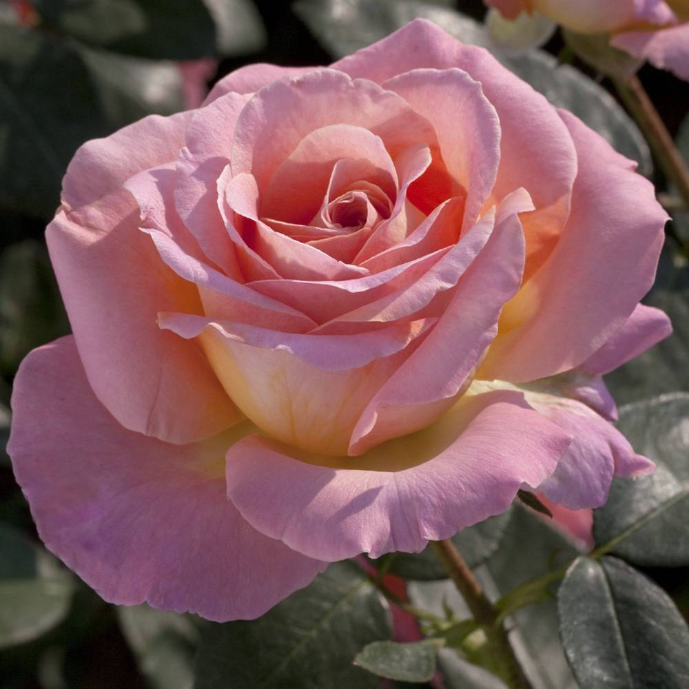 Rosier à grandes fleurs Elle® 'Meibderos' à fleurs Rose - feuillage Caduc - Pot de 10 L - 1/2 tige-  hauteur à maturité De 0,50 m à 1,00 m - Image 1