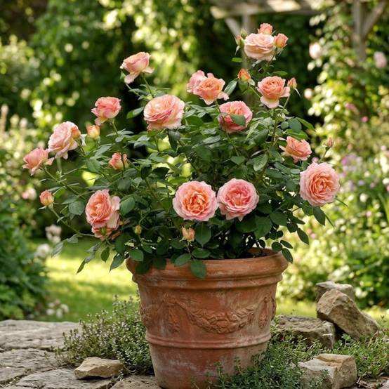 Rosier à grandes fleurs Elle® 'Meibderos' à fleurs Rose - feuillage Caduc - Pot de 10 L - 1/2 tige- hauteur à maturité De 0,50 m à 1,00 m - Image 3