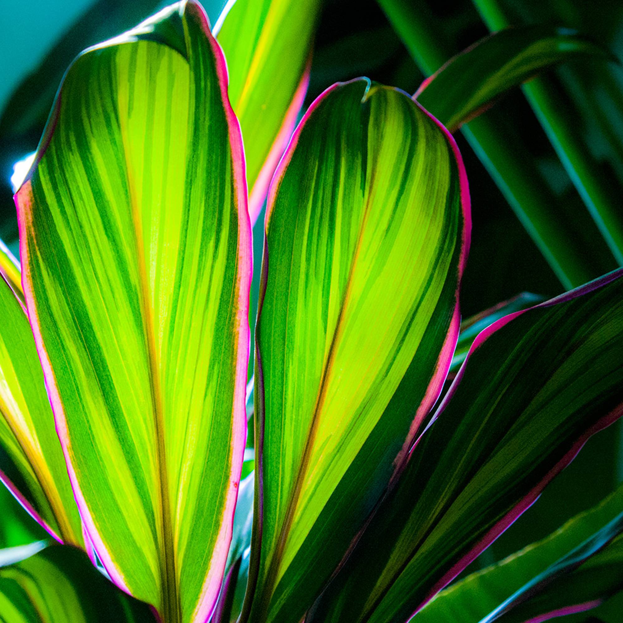 Gardenersdream - 1 X Cordyline Kiwi En Pot À Vendre | Plante D'Intérieur De 30 À 40 Cm Pour La Maison Ou Le Bureau - GardenersDream - Image 3