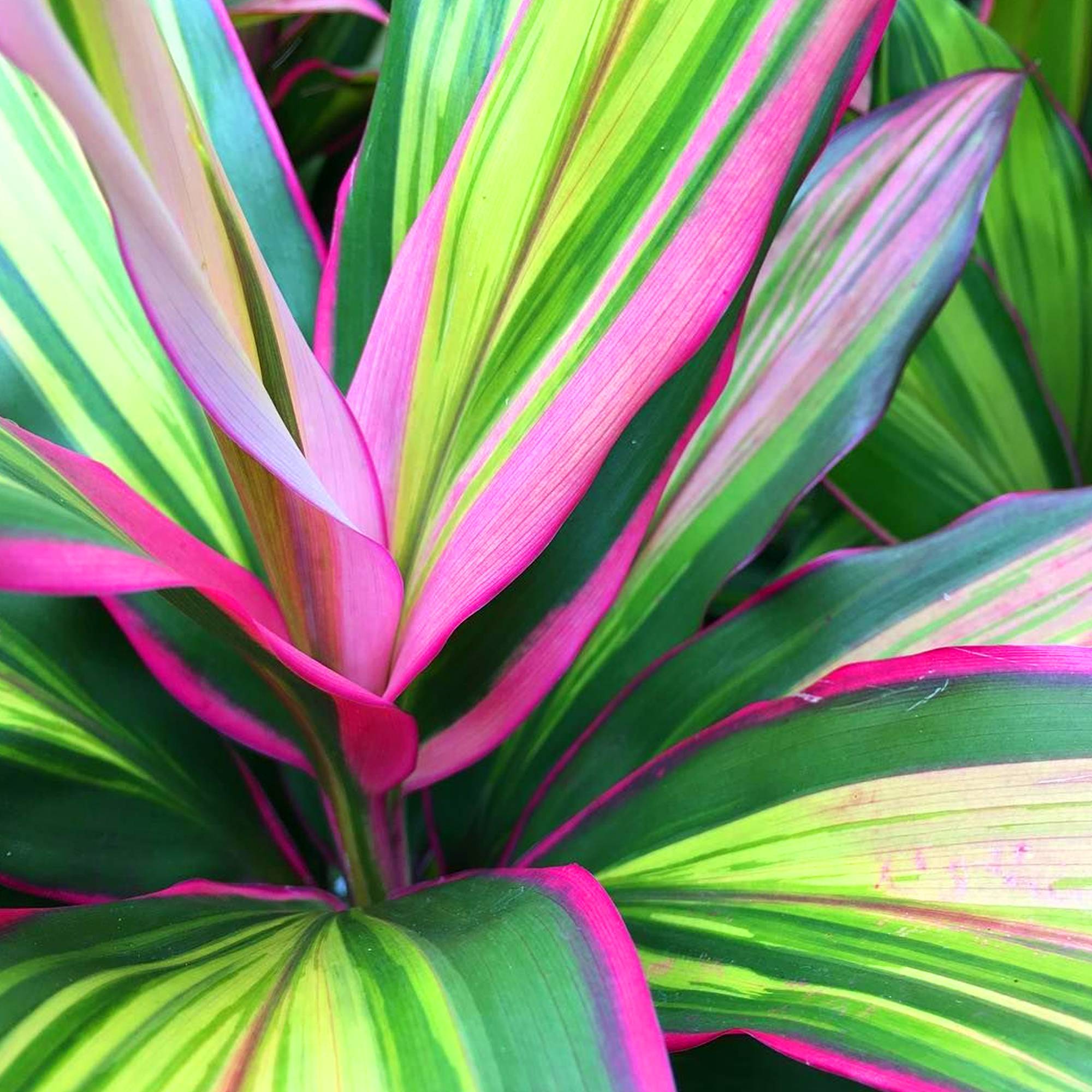 Gardenersdream - 1 X Cordyline Kiwi En Pot À Vendre | Plante D'Intérieur De 30 À 40 Cm Pour La Maison Ou Le Bureau - GardenersDream - Image 1